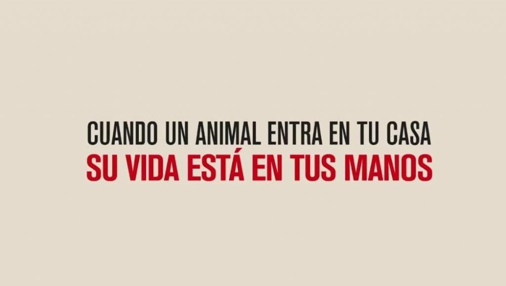 Su vida en tus manos: El corto en contra del abandono animal.
