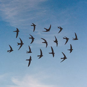 Juanjo Bona continúa su vuelo acompañado por “Golondrinas”