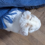 Estas canciones están dedicadas a mascotas